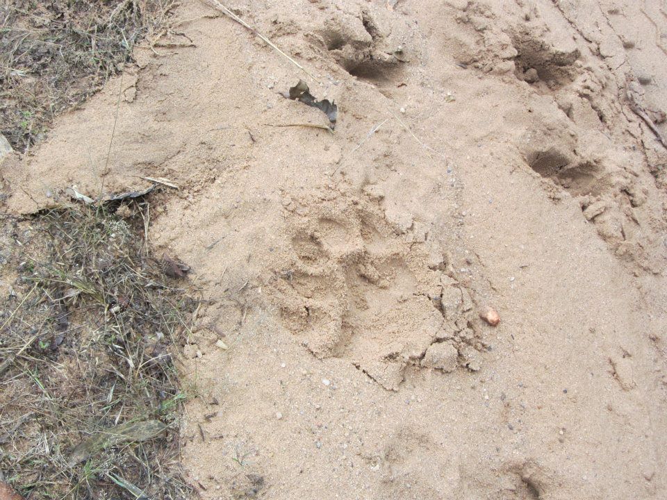Tiger pug mark