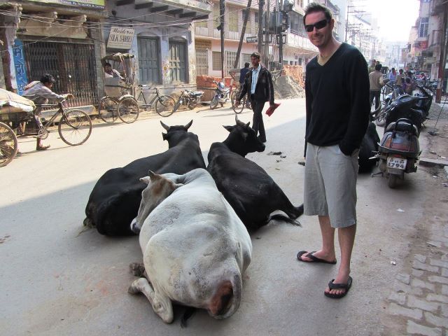 Street cows of Varanasi
