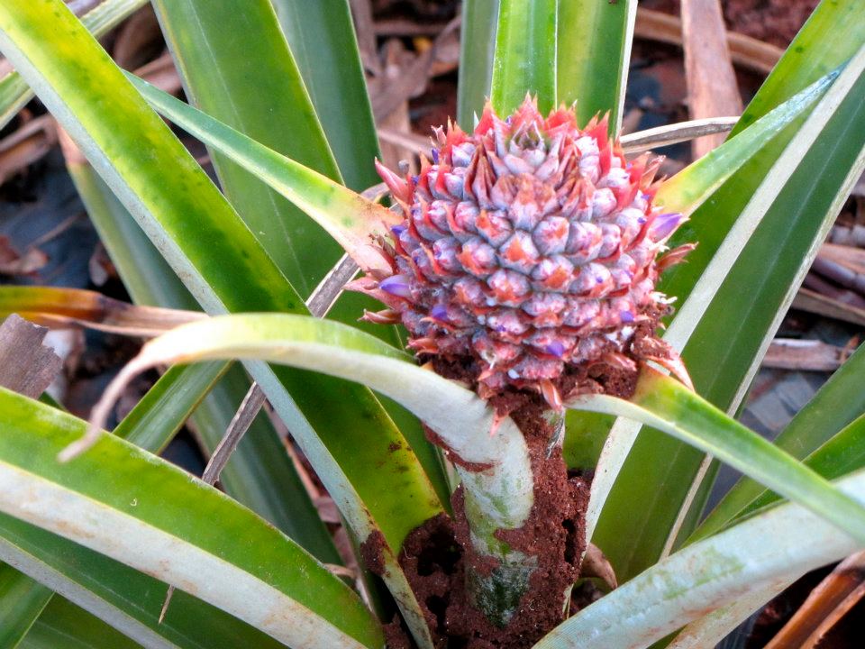 One of 120 varieties of pineapple.