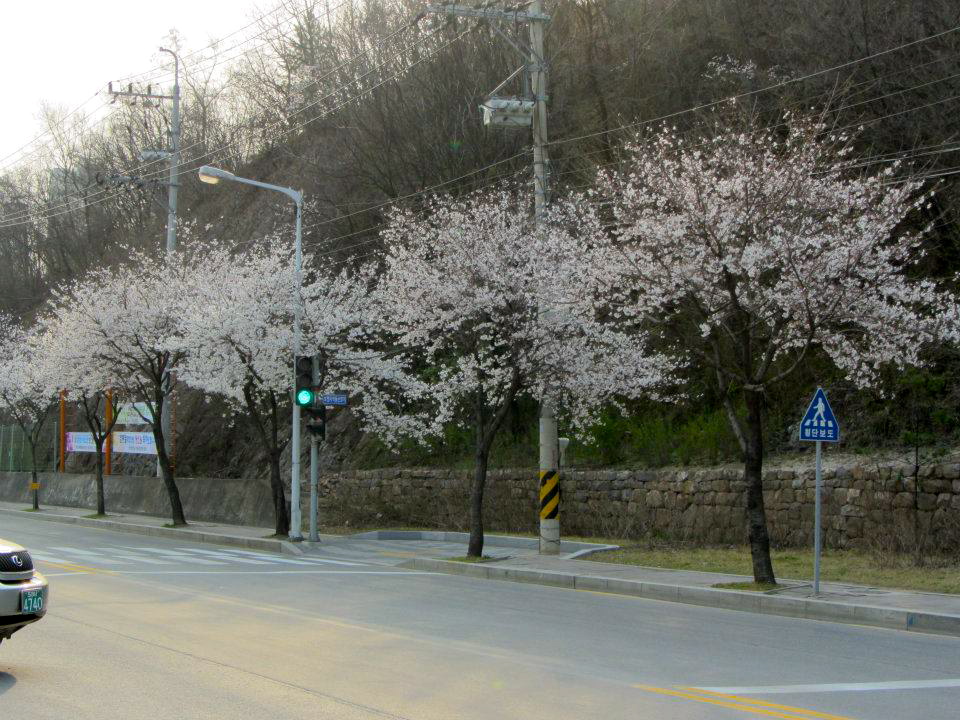 Cherry blossoms Yeongwol Korea