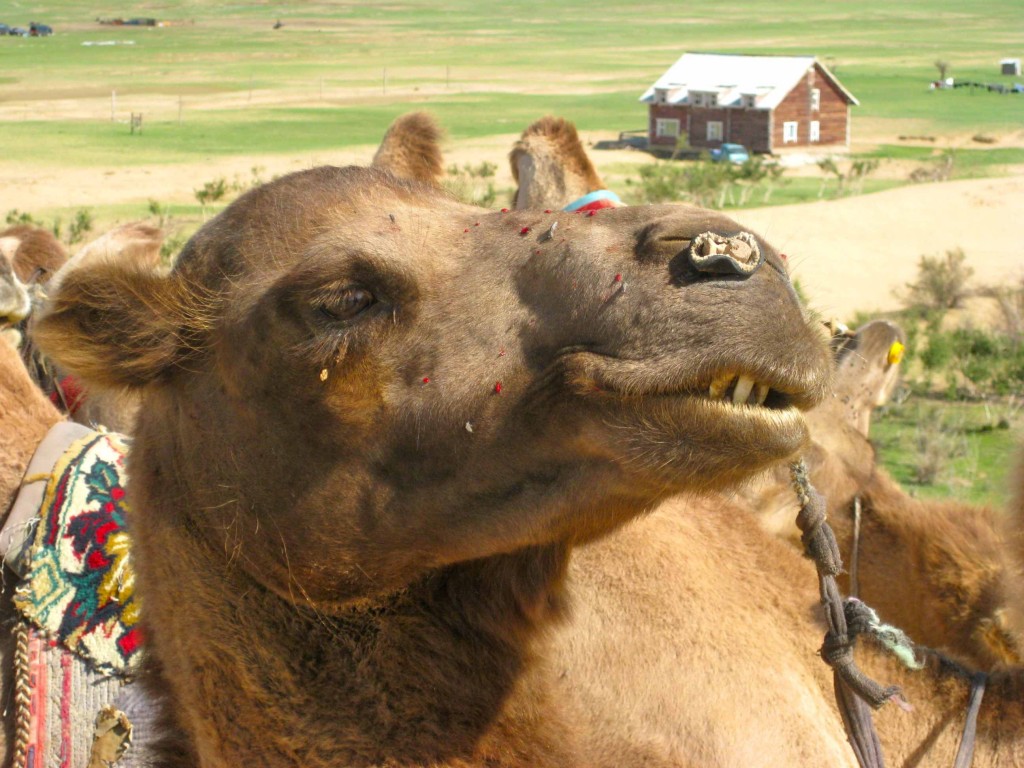 Camel in Mongolia