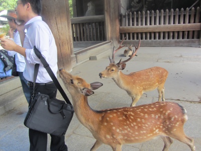 Nara Deer Park,　Japan