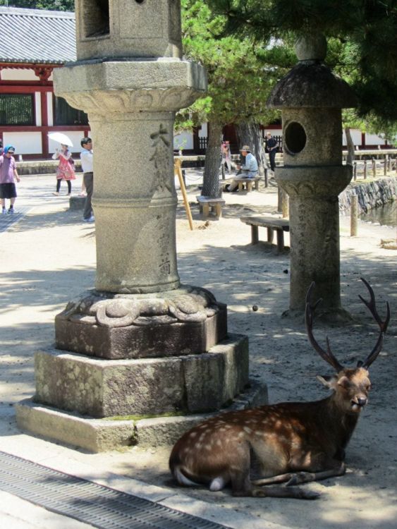 Busted-up deer in Nara, Japan