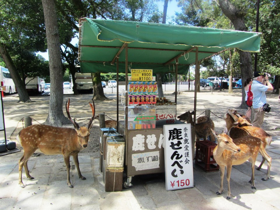 Deer waiting for food in Nara, Japan