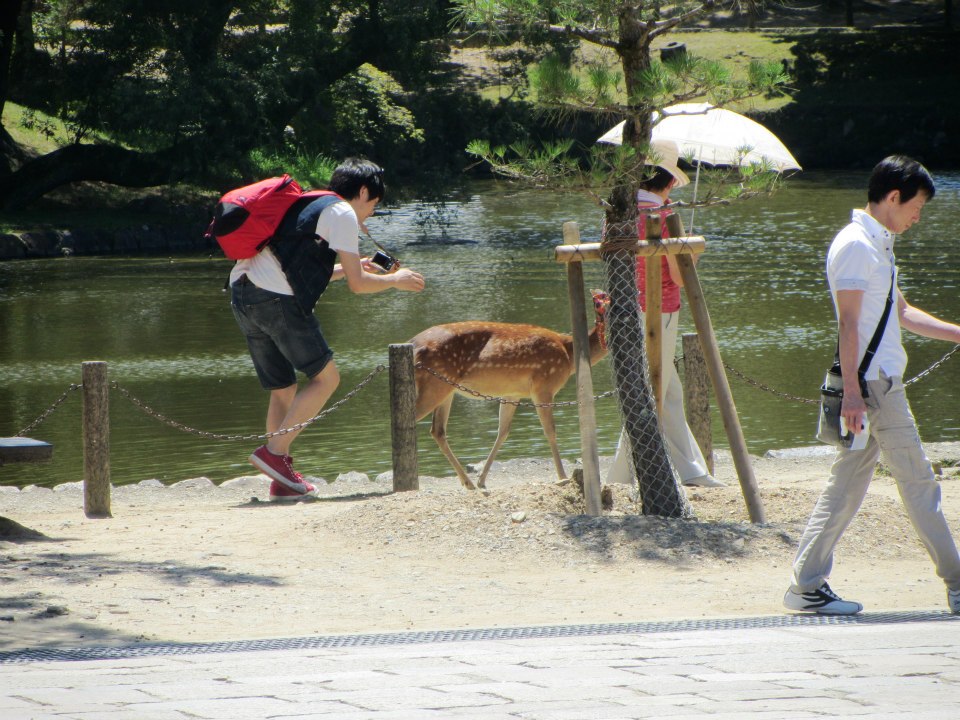 Tourist chasing deer for a photo - Japan