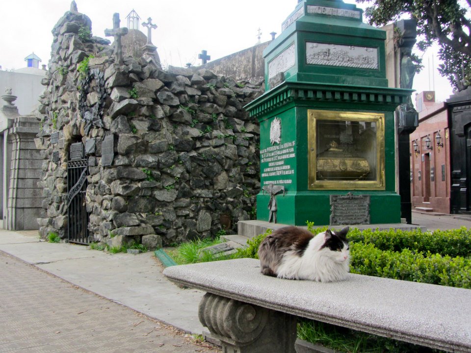 Cat in Recoleta Cemetery, Buenos Aires