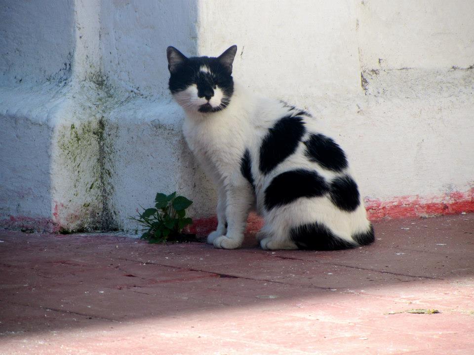 Spotted cat, Museo Penitentiario, Buenos Aires, San Telmo