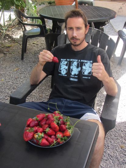 strawberries in Salta
