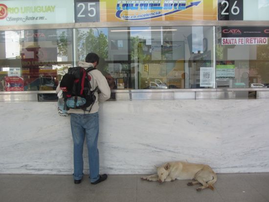 Dog sleeping in Rosario bus station