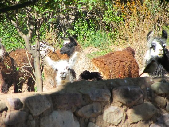 Llamas in Tilcara, Argentina