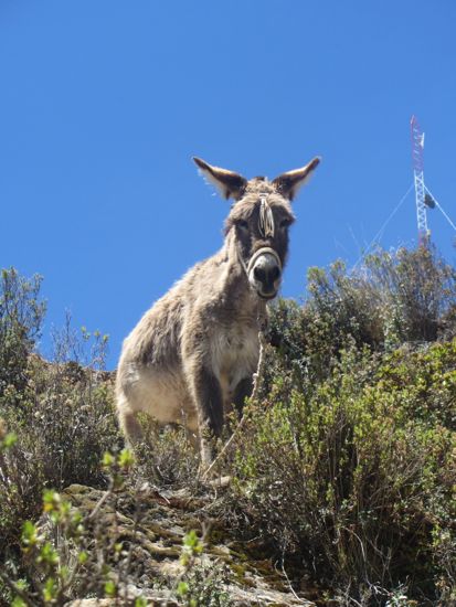 Angry donkey on Isla del Sol, Bolivia, Lake Titicaca