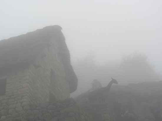 Llamas in the Mist, Machu PIcchu