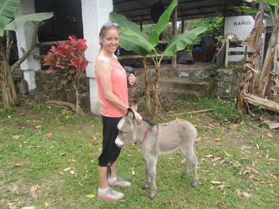 Baby Donkey, Galapagos