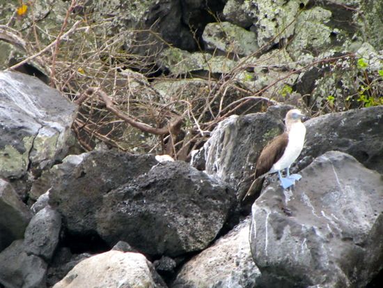 Blue footed booby, Galapagos
