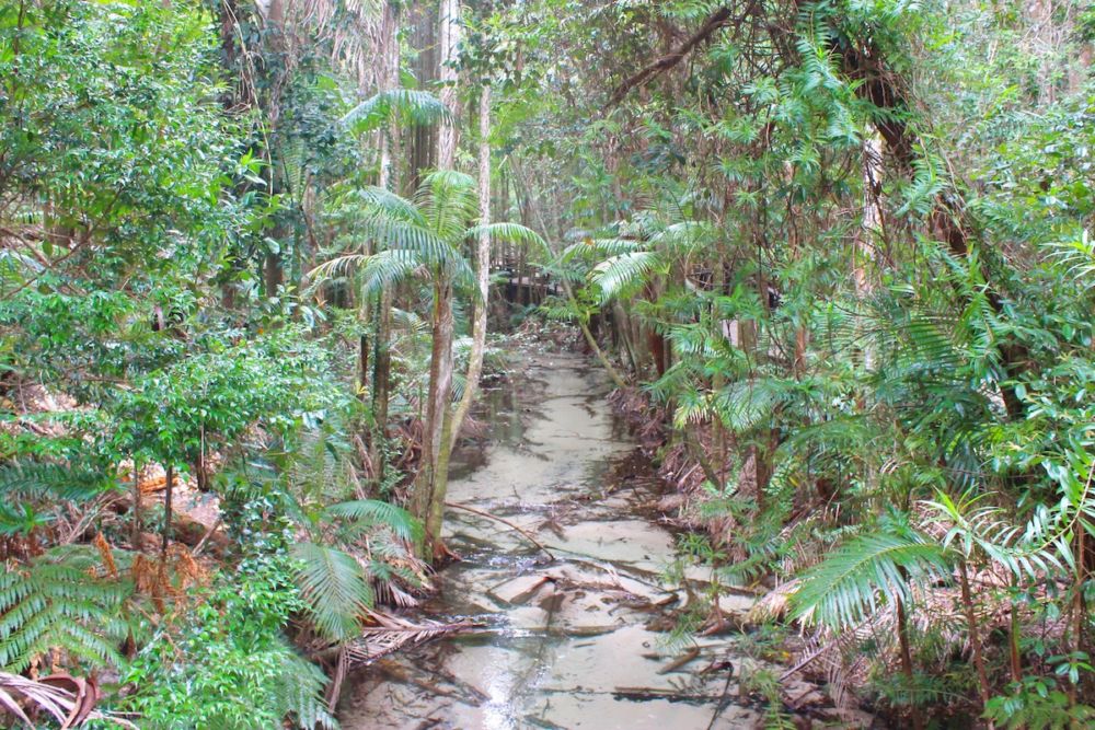 Beautiful Fraser Island stream