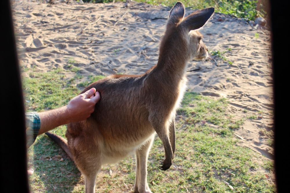 hand petting kangaroo