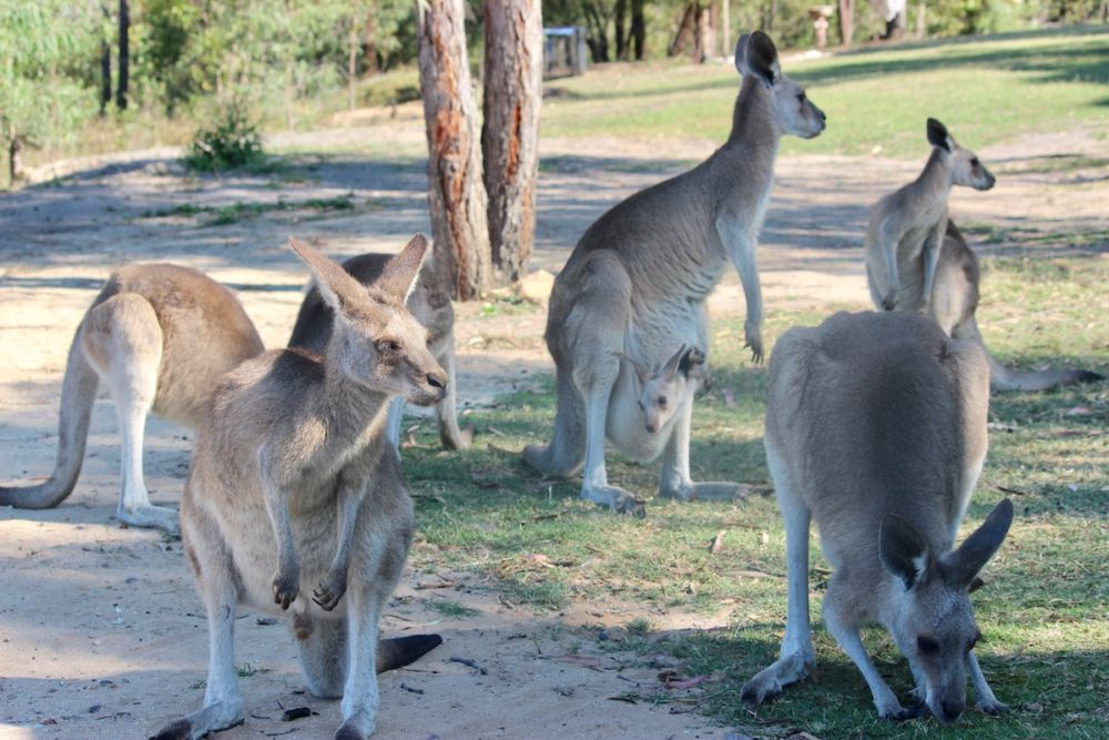 group of kangaroos
