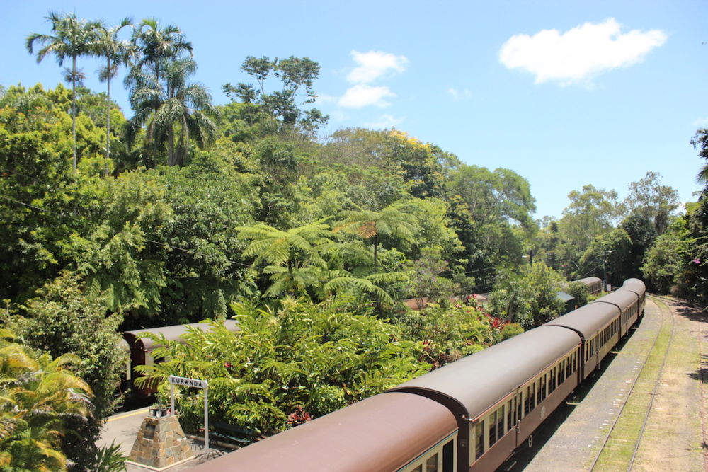 Train in the jungle