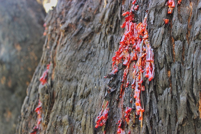 red sap tree