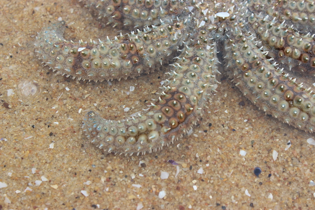 Close up starfish