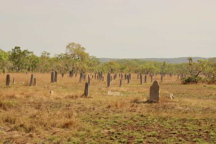 Eerie magnetic termite mounds in Litchfield National Park