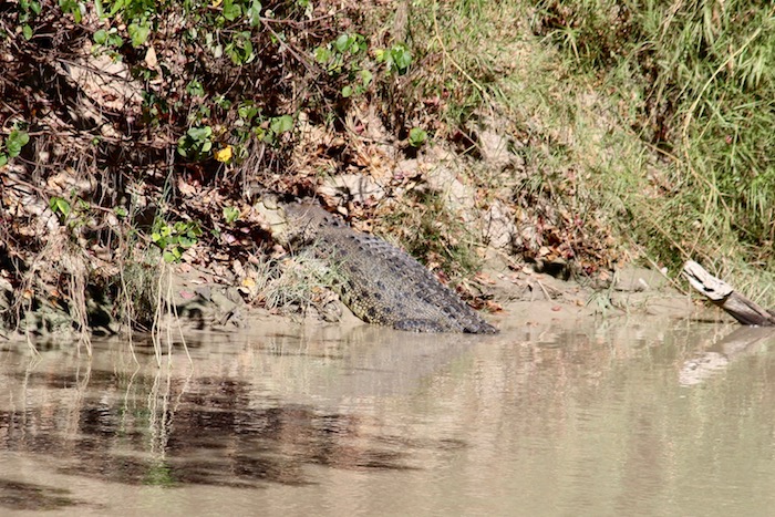 Big salty croc resting on the banks at Cahills Crossing