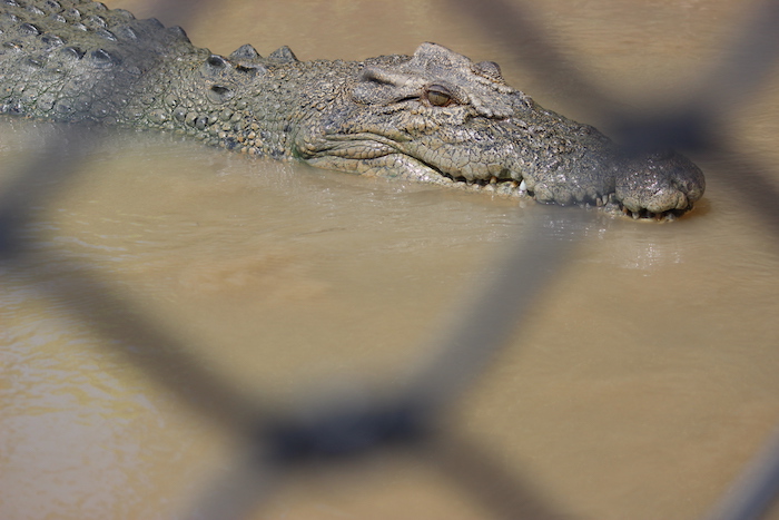 Crocodile through a fence