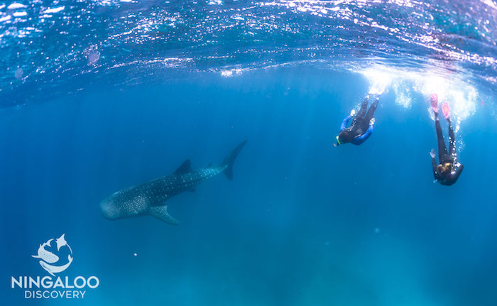 Couple swim with whale shark