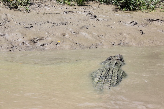 Crocodile back