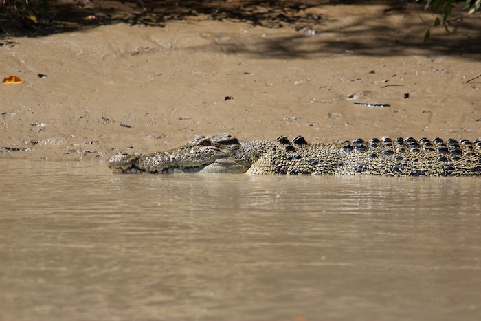 Croc on river bank
