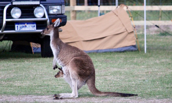 Australian camping kangaroo