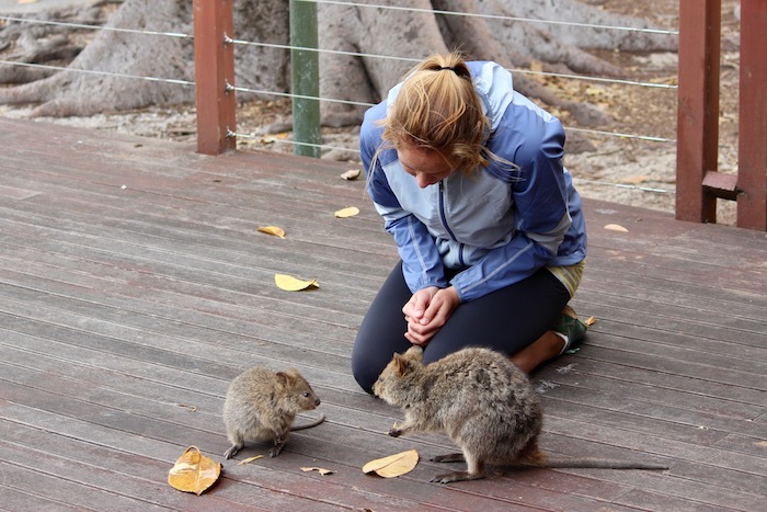 hanging out with quokkas