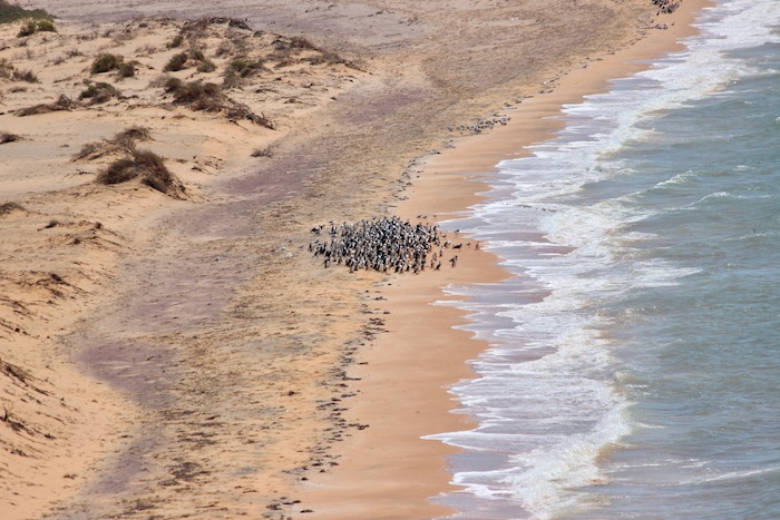 Shark Bay beach
