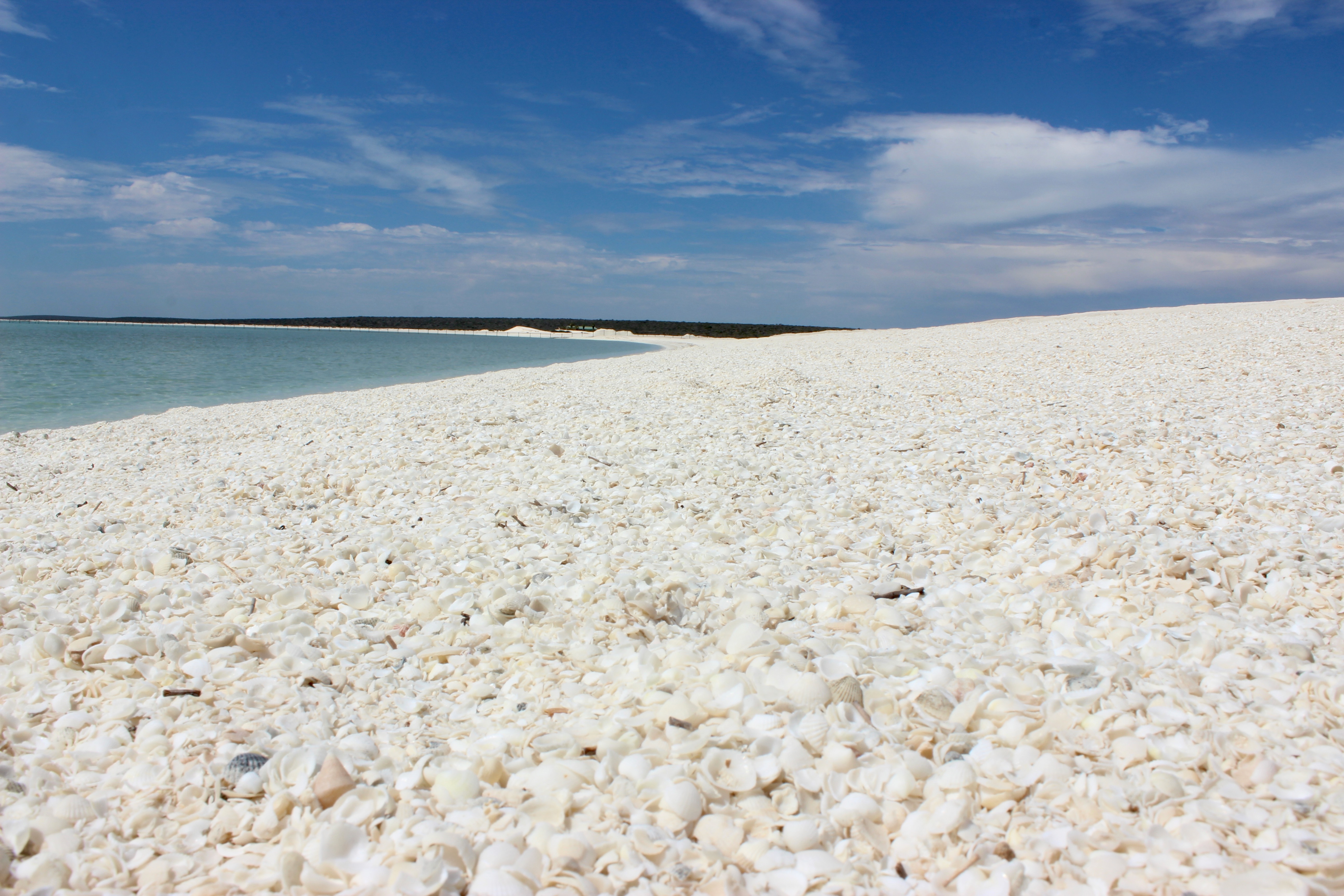 white shell beach