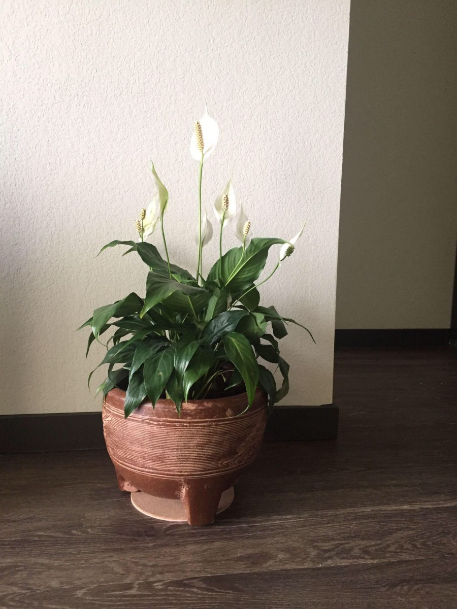 Pretty indoor lily