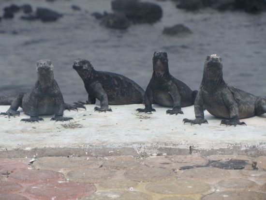 A Love Letter to the Galapagos Islands