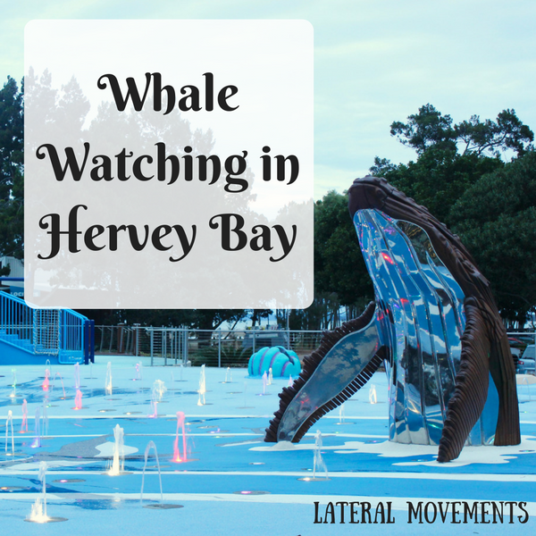 Whale Watching in Hervey Bay