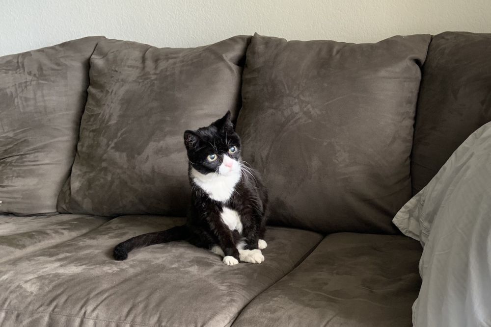 A small black and white cat leans to the left of the frame. She is sitting in the middle of a grey couch and appears stunned.