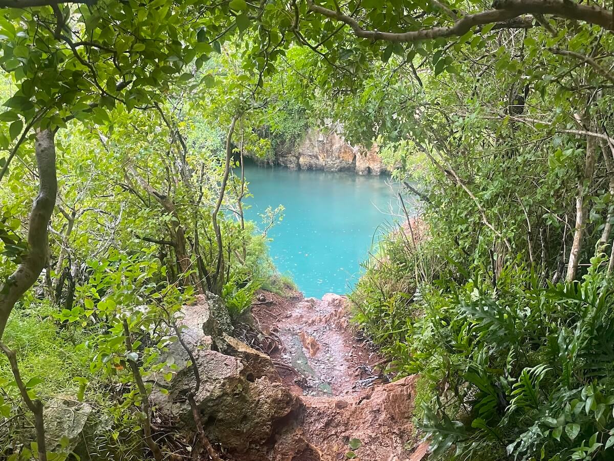 Bermuda's Blue Hole, an enclosed deep blue swimming hole seen through a gap in the thick foliage, from a well-worn cliff-jumping spot.